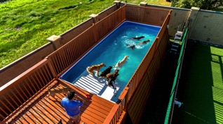 Doggy DayCare comes complete with a pool.
