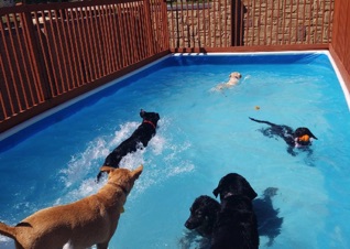 EZ Pools can handle any number of swimmers - people or dogs