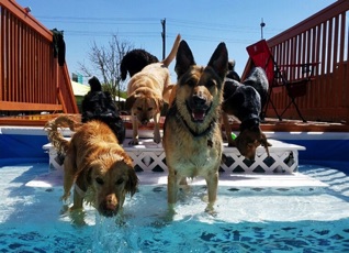 Our experience, dogs love to play in the water on a hot, just like people.